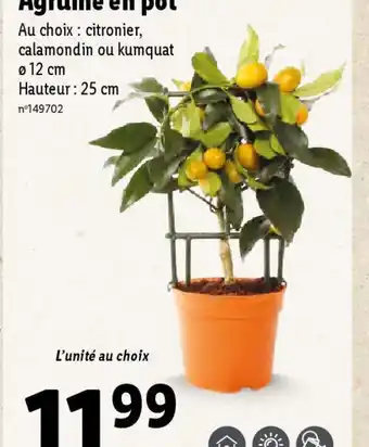 Lidl Agrume en pot offre
