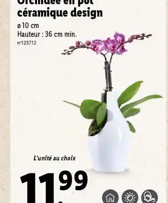 Lidl Orchidée en pot céramique design offre