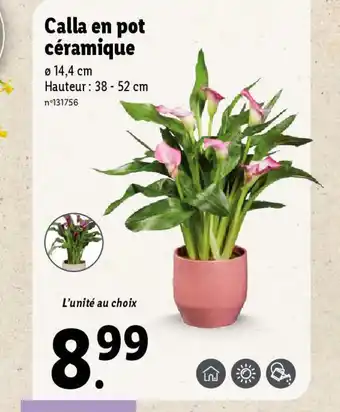 Lidl Calla en pot céramique offre