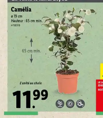 Lidl Camélia offre