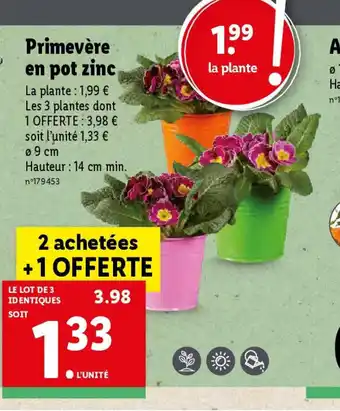 Lidl Primevère en pot zinc offre