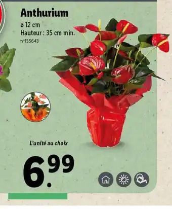 Anthurium