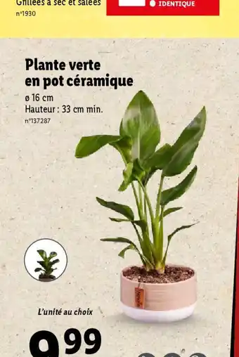Lidl Plante verte en pot céramique offre