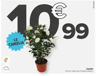 Carrefour Camélia offre