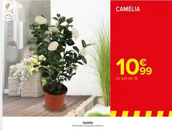 Camelia
