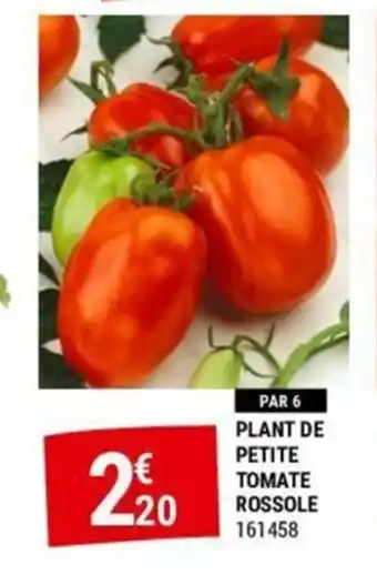 Gamm vert PLANT DE PETITE TOMATE ROSSOLE offre