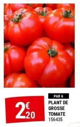 PLANT DE GROSSE TOMATE
