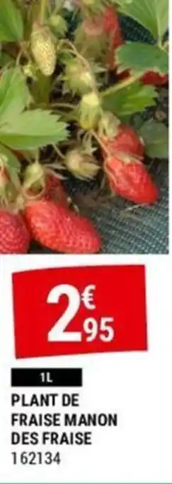 PLANT DE FRAISE MANON DES FRAISE