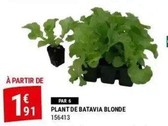 PLANT DE BATAVIA BLONDE