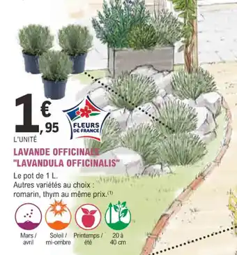 E.Leclerc Jardi LAVANDE OFFICINAL "LAVANDULA OFFICINALIS offre