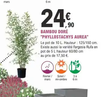 E.Leclerc Jardi BAMBOU DORÉ "PHYLLOSTACHYS AUREA" offre