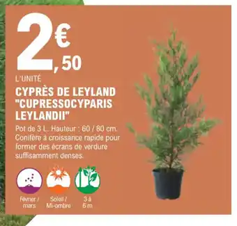 CYPRÈS DE LEYLAND "CUPRESSOCYPARIS LEYLANDII