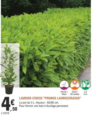 E.Leclerc Jardi LAURIER CERISE "PRUNUS LAUROCERASUS offre