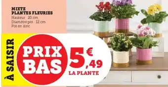 Hyper U MIXTE PLANTES FLEURIES offre