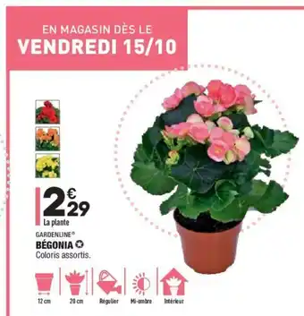 ALDI Bègonia offre