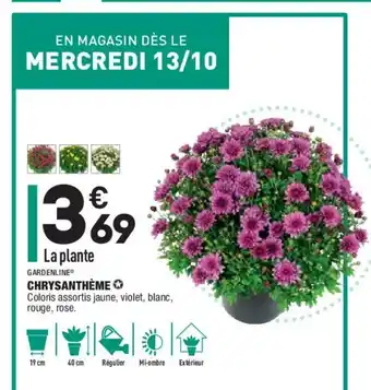 ALDI Chrysanthème offre