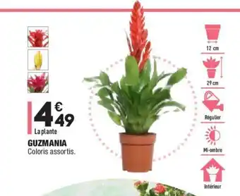 Guzmania