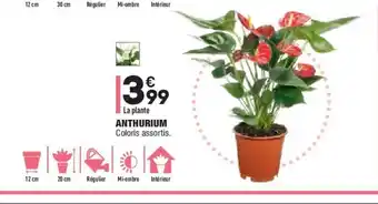 ALDI Anthurium offre