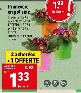 Lidl Primevère en pot zinc offre