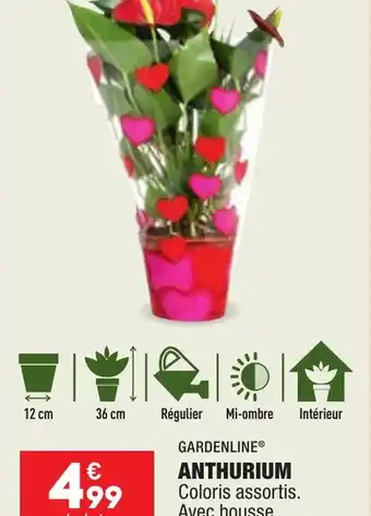 ALDI GARDENLINE® ANTHURIUM offre