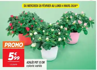 AZALÉE POT 12 CM coloris variés