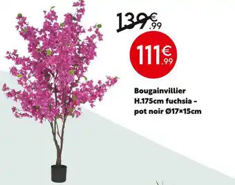 Bougainvillier fuchsia - pot noir
