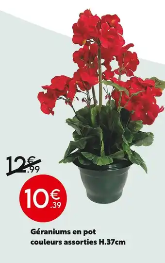 Maxi Bazar Géraniums en pot couleurs assorties H.37cm offre