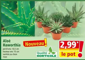 Norma Aloé Haworthia offre