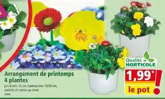 Norma Arrangement de printemps 4 plantes offre