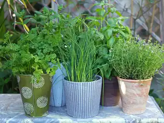Gamm vert Plantes aromatiques offre