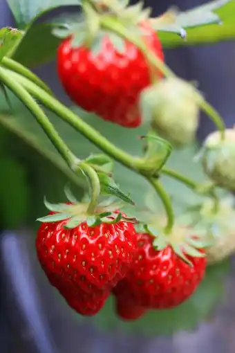Gamm vert INVIVO Nous on sème Fraisier mixte INVIVO Nous on sème offre