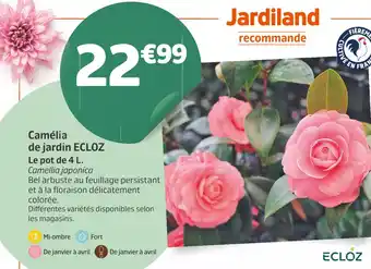 Jardiland ECLOZ Camélia de jardin offre