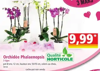 Norma Orchidée Phalaenopsis Qualité offre