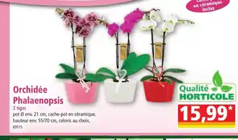 Orchidée Phalaenopsis