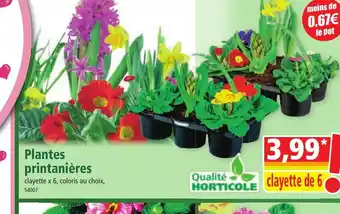 Norma Plantes printanières offre