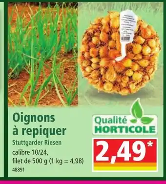 Norma Oignons à repiquer offre