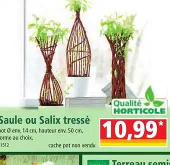 Norma Saule ou Salix tressé offre