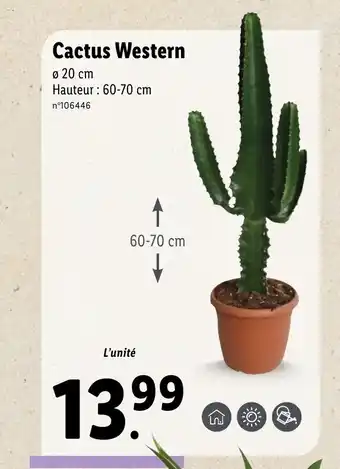 Lidl Cactus Western offre