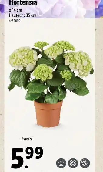 Lidl Hortensia offre