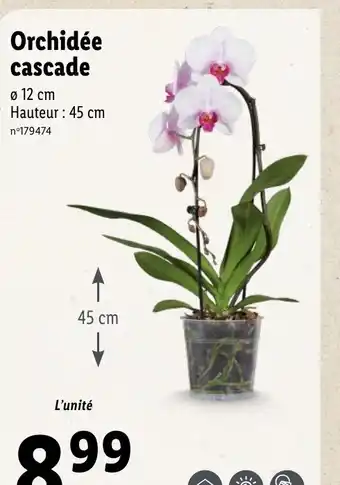 Lidl Orchidée cascade offre