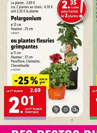 Pelargonium
