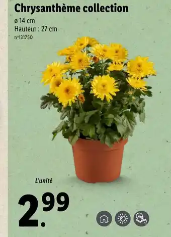 Lidl Chrysanthème collection offre