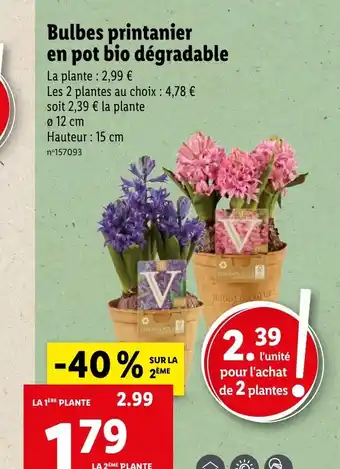 Lidl Bulbes printanier en pot bio dégradable offre