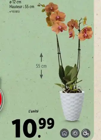 Lidl Orchidée en pot céramique offre