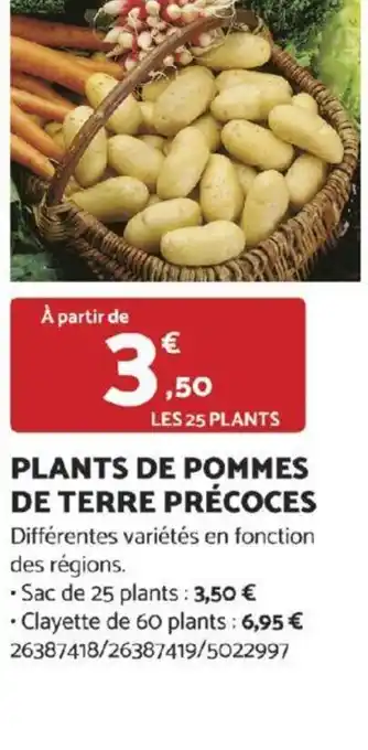 Bricomarché PLANTS DE POMMES DE TERRE PRÉCOCES offre
