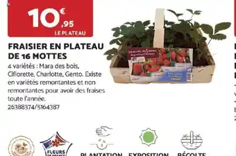 Bricomarché FRAISIER EN PLATEAU DE 16 MOTTES offre