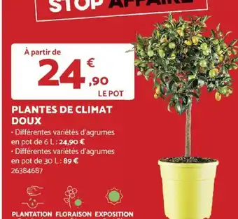 Bricomarché PLANTES DE CLIMAT DOUX offre