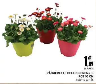 Intermarché Hyper PÂQUERETTE BELLIS PERENNIS offre