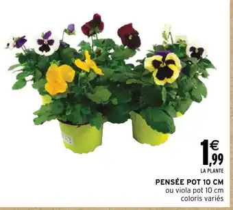 Intermarché Hyper PENSÉE POT 10 CM offre