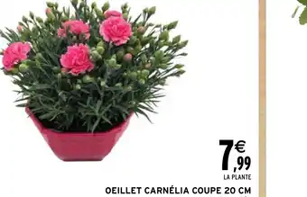 Intermarché Hyper OEILLET CARNÉLIA COUPE 20 CM offre